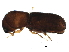  ( - BIOUG02856-G03)  @13 [ ] CreativeCommons - Attribution (2015) CBG Photography Group Centre for Biodiversity Genomics
