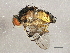  ( - BIOUG02960-C02)  @14 [ ] CreativeCommons - Attribution (2013) CBG Photography Group Centre for Biodiversity Genomics