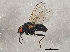  ( - BIOUG02960-F02)  @12 [ ] CreativeCommons - Attribution (2013) CBG Photography Group Centre for Biodiversity Genomics