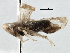  ( - BIOUG02966-D03)  @13 [ ] CreativeCommons - Attribution (2013) CBG Photography Group Centre for Biodiversity Genomics