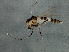  ( - BIOUG02976-G06)  @13 [ ] CreativeCommons - Attribution (2013) CBG Photography Group Centre for Biodiversity Genomics