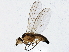  ( - BIOUG02976-H06)  @14 [ ] CreativeCommons - Attribution (2013) CBG Photography Group Centre for Biodiversity Genomics