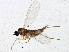  ( - BIOUG02981-H11)  @12 [ ] CreativeCommons - Attribution (2013) CBG Photography Group Centre for Biodiversity Genomics