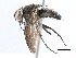  ( - BIOUG02982-G06)  @13 [ ] CreativeCommons - Attribution (2017) CBG Photography Group Centre for Biodiversity Genomics