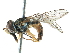  ( - BIOUG03032-F05)  @15 [ ] CreativeCommons - Attribution (2016) CBG Photography Group Centre for Biodiversity Genomics