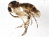  (Mycetophila caudata - BIOUG02936-C11)  @14 [ ] CreativeCommons - Attribution (2013) CBG Photography Group Centre for Biodiversity Genomics