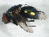  ( - BIOUG02954-E10)  @13 [ ] CreativeCommons - Attribution (2013) CBG Photography Group Centre for Biodiversity Genomics