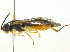  ( - BIOUG03033-A07)  @13 [ ] CreativeCommons - Attribution (2012) CBG Photography Group Centre for Biodiversity Genomics