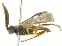  (Empria maculata - BIOUG03033-C11)  @14 [ ] CreativeCommons - Attribution (2012) CBG Photography Group Centre for Biodiversity Genomics