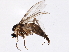  (Cratyna fulvicauda - BIOUG03039-E09)  @13 [ ] CreativeCommons - Attribution (2013) CBG Photography Group Centre for Biodiversity Genomics