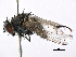  (Pentacricia - BIOUG03215-D07)  @15 [ ] CreativeCommons - Attribution (2014) CBG Photography Group Centre for Biodiversity Genomics