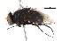  ( - BIOUG03215-H05)  @13 [ ] CreativeCommons - Attribution (2015) CBG Photography Group Centre for Biodiversity Genomics