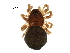  (Ceratinops latus - BIOUG03420-D05)  @15 [ ] CreativeCommons - Attribution (2016) CBG Photography Group Centre for Biodiversity Genomics