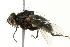  ( - BIOUG03032-H10)  @13 [ ] CreativeCommons - Attribution (2012) CBG Photography Group Centre for Biodiversity Genomics
