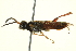  (Taxonus epicera - BIOUG03033-A12)  @13 [ ] CreativeCommons - Attribution (2013) CBG Photography Group Centre for Biodiversity Genomics