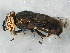  ( - BIOUG03037-G12)  @14 [ ] CreativeCommons - Attribution (2013) CBG Photography Group Centre for Biodiversity Genomics