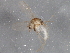  ( - BIOUG03039-F12)  @12 [ ] CreativeCommons - Attribution (2013) CBG Photography Group Centre for Biodiversity Genomics