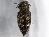  (Chrysobothris rugosiceps - BIOUG02913-D04)  @13 [ ] CreativeCommons - Attribution (2013) CBG Photography Group Centre for Biodiversity Genomics