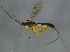  ( - BIOUG03036-F04)  @13 [ ] CreativeCommons - Attribution (2012) CBG Photography Group Centre for Biodiversity Genomics