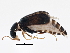  ( - BIOUG03065-H11)  @13 [ ] CreativeCommons - Attribution (2013) CBG Photography Group Centre for Biodiversity Genomics