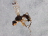  ( - BIOUG03213-H05)  @13 [ ] CreativeCommons - Attribution (2013) CBG Photography Group Centre for Biodiversity Genomics
