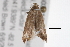  ( - BIOUG03216-B06)  @12 [ ] CreativeCommons - Attribution (2012) CBG Photography Group Centre for Biodiversity Genomics