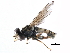  ( - BIOUG03217-F12)  @13 [ ] CreativeCommons - Attribution (2016) CBG Photography Group Centre for Biodiversity Genomics