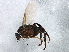  ( - BIOUG03245-B05)  @13 [ ] CreativeCommons - Attribution (2013) CBG Photography Group Centre for Biodiversity Genomics