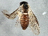  ( - BIOUG03262-A11)  @13 [ ] CreativeCommons - Attribution (2013) CBG Photography Group Centre for Biodiversity Genomics