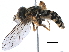  ( - BIOUG03264-C03)  @13 [ ] CreativeCommons - Attribution (2016) CBG Photography Group Centre for Biodiversity Genomics