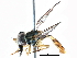  ( - BIOUG03269-C11)  @14 [ ] CreativeCommons - Attribution (2016) CBG Photography Group Centre for Biodiversity Genomics
