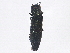  (Agrilus fallax - BIOUG02913-H01)  @14 [ ] CreativeCommons - Attribution (2013) CBG Photography Group Centre for Biodiversity Genomics