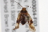  (Neolygus - BIOUG03034-F03)  @15 [ ] CreativeCommons - Attribution (2012) CBG Photography Group Centre for Biodiversity Genomics