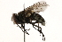  ( - BIOUG03339-C07)  @15 [ ] CreativeCommons - Attribution (2015) CBG Photography Group Centre for Biodiversity Genomics