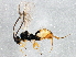  ( - BIOUG03438-B06)  @13 [ ] CreativeCommons - Attribution (2013) CBG Photography Group Centre for Biodiversity Genomics