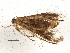  ( - BIOUG03266-B11)  @12 [ ] CreativeCommons - Attribution (2013) CBG Photography Group Centre for Biodiversity Genomics