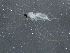  ( - BIOUG03345-B11)  @12 [ ] CreativeCommons - Attribution (2013) CBG Photography Group Centre for Biodiversity Genomics