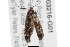  ( - BIOUG03216-G01)  @12 [ ] CreativeCommons - Attribution (2012) CBG Photography Group Centre for Biodiversity Genomics