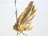  ( - BIOUG03216-H11)  @13 [ ] CreativeCommons - Attribution (2013) CBG Photography Group Centre for Biodiversity Genomics