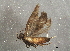  ( - BIOUG03266-F02)  @13 [ ] CreativeCommons - Attribution (2013) CBG Photography Group Centre for Biodiversity Genomics
