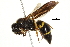  (Euodynerus sp. F - BIOUG03442-A09)  @14 [ ] CreativeCommons - Attribution (2013) CBG Photography Group Centre for Biodiversity Genomics