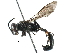  (Trypoxylon nitidum - BIOUG03442-H06)  @14 [ ] CreativeCommons - Attribution (2016) CBG Photography Group Centre for Biodiversity Genomics