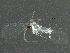 ( - BIOUG03511-B05)  @13 [ ] CreativeCommons - Attribution (2016) CBG Photography Group Centre for Biodiversity Genomics