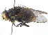  ( - BIOUG03680-H03)  @14 [ ] CreativeCommons - Attribution (2013) CBG Photography Group Centre for Biodiversity Genomics