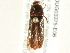  ( - BIOUG03375-E06)  @13 [ ] CreativeCommons - Attribution (2013) CBG Photography Group Centre for Biodiversity Genomics