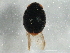  ( - BIOUG03260-G11)  @12 [ ] CreativeCommons - Attribution (2013) CBG Photography Group Centre for Biodiversity Genomics