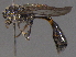  ( - BIOUG03442-B09)  @13 [ ] CreativeCommons - Attribution (2012) CBG Photography Group Centre for Biodiversity Genomics
