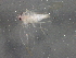  ( - BIOUG03443-D04)  @13 [ ] CreativeCommons - Attribution (2013) CBG Photography Group Centre for Biodiversity Genomics