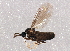  (Scatopsinae - BIOUG03569-G04)  @14 [ ] CreativeCommons - Attribution (2013) CBG Photography Group Centre for Biodiversity Genomics