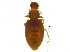  (Melanophthalma - BIOUG03515-C08)  @15 [ ] CreativeCommons - Attribution (2012) CBG Photography Group Centre for Biodiversity Genomics